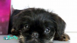 Бельгийский гриффон черный из питомника