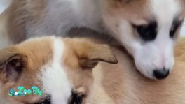 Щенки восточносибирской лайки