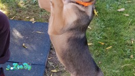 Ласковый щенок ищет дом