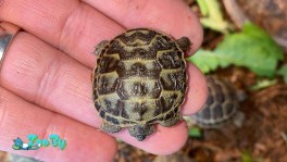 Черепаха сухопутная среднеазиатская (С ДОСТАВКОЙ) 