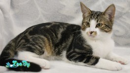Ласковый котик мраморного окраса ищет семью