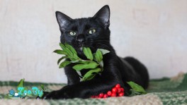 Котик, 7 мес, в дар