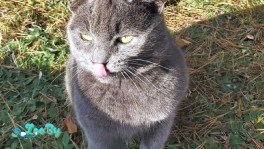 Коты ждут спасения