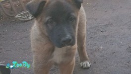 Щенок ищет дом срочно!