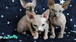 Котята канадский сфинкс