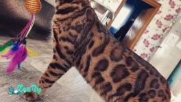 Вязка бенгальских кошек