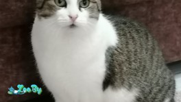 Барселона ищет компаньонку