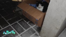 Котик ищет дом! СОС