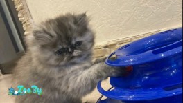 Продаются персидские котята