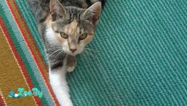 Котята ищут свой дом