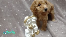 Продажа щенков карликового и той-пуделя 