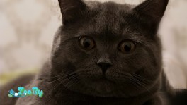 Отдам кота в добрые руки