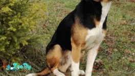 Пропала гончая. Щучинский