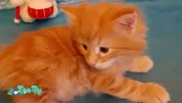 Котята Норвежской Лесной 1 месяц