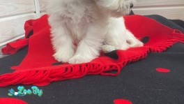 Щенок белого цвергшнауцера