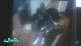 отдам в хорошие руки