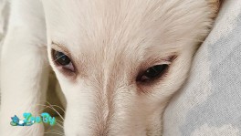 Собака в дар