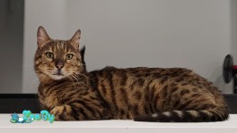 Бенгальский котик Джон ищет дом