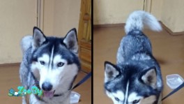 Найдена собака хаски