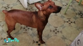 Цвергпинчер кобель для вязки