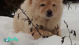 Щенки чау чау   