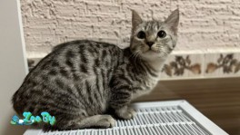  Котенок Манчкин 5 месяцев 
