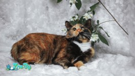 Кошка трехцветка ищет дом!