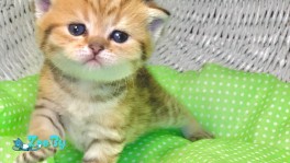 Котята шотландские ЗОЛОТАЯ ШИНШИЛЛА