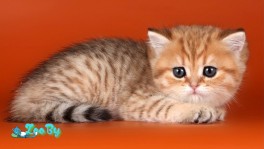 Котята шотландские ЗОЛОТЫЕ ТИГРЯТА