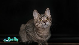 Котенок в дар, ищет дом