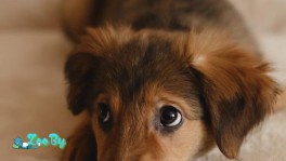 Собачка в дар 