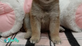 Щенки сиба ину
