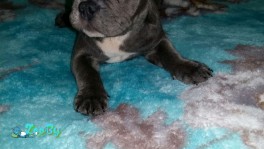 Очень красивая мини француженка