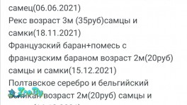 Кролики 