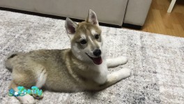 Щенки западносибирской лайки 