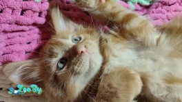 Котята Мейн-кун 