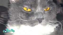 Кошечка 