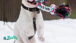 В добрые руки белоснежный красавец БОСКО