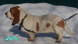 Собака Бассет девочка в дар отдам бесплатно