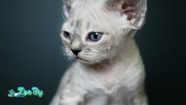 Открыта бронь на котят породы Девон-рекс