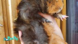 Морские свинки, полный комплект