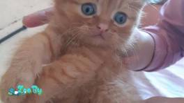 Отдам котенка метиса курильского бобтейла