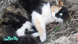 Сомалийский котенок в добрые и хорошие руки