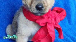 Ищем дом и любящих хозяев!❤