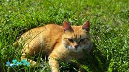 Кот Красавчик в добрые руки