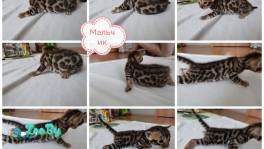Бенгальские котята 