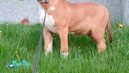 Щенок бультерьера 