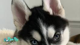 Щенки сибирский хаски