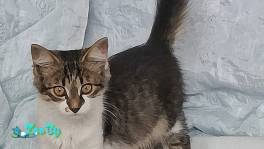Котенок девочка Лика 6 месяца