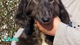 Афганская борзая щенки